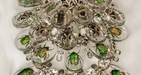 Scarab Beetle Collection
