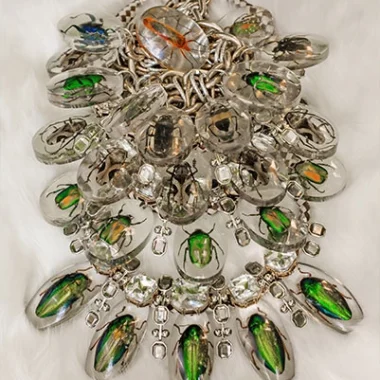 Scarab Beetle Collection