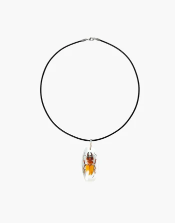 Stag Beetle in Resin